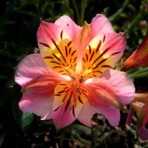200 Mixed Colors BUTTERFLY ORCHID (Poor Mans Orchid / Angel Wings) Schizanthus Wisetonensis Flower Seeds