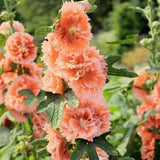 APRICOT CELEBRITY HOLLYHOCK Alcea rosea, 5 Seeds