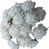 Kellog's Yampah | Perideridia kelloggii seeds
