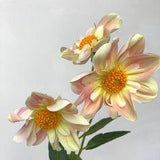 Comprehensive Dahlia Variety Guide by Color Flower Delivery