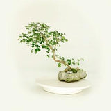 Dwarf Orchid bonsai tree (rare), "Air freshener" collection from Live Bonsai Tree, dwarf foliage, orchid like bloom.