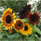 50+  Mix Autumn Beauty Sunflower Seeds-B230-- Attractive to Pollinators-Helianthus annuus-Colorful Annual Sunflower