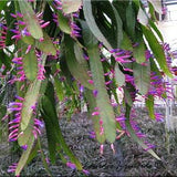 Wittia Amazonica * Amazing Pink Epiphyllum * Diso cactus * Extremely Rare * 5 Seeds *