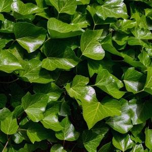 Ivy, English Ivy, or Hedera helix, Evergreen Ivy for Walls or Ground Cover