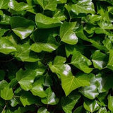 Ivy, English Ivy, or Hedera helix, Evergreen Ivy for Walls or Ground Cover