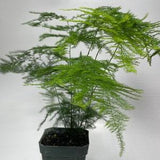 Asparagus Fern