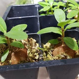 Hydnophytum formicarum, ant plant, epiphyte