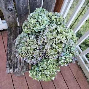 8 Dried Hydrangea Flowers Green Greenish Blue Purple Farmhouse Bouquet Weddings