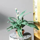 Handmade Lily plant in pot - Miniature Dollhouse 1:12 scale