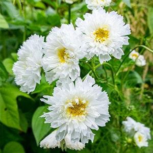 25 COSMOS 'Double Dutch White' Seeds---Flower seed