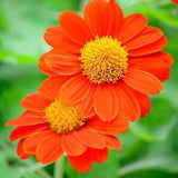 50+ Mexican Torch Orange Sunflower Seeds-B229- Tithonia Rotundifolia- Award Winning Sunflower-Speciosa Goldfinger