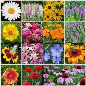 25g All Perennial Wildflower Seed Mix.