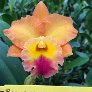 Rlc Golden Passion blooming size cattleya orchid hybrid. Fragrant 4" pot