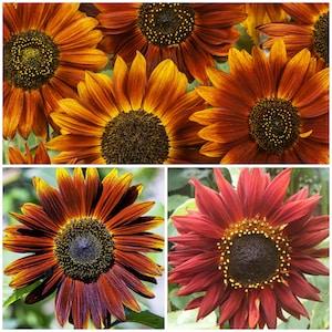 EARTHWALKER SUNFLOWER Seeds - Helianthus annuus / Heirloom Seeds / Sunflower Earth Walker/ Non GMO Seeds