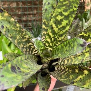 N937 RARE Stenoglottis fimbriate 10 Seeds Seeds Zaden