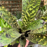 N937 RARE Stenoglottis fimbriate 10 Seeds Seeds Zaden