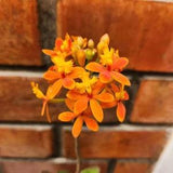 Epidendrum Orchid nutrients with free maintenance.  Beautiful plants growing in tropical environment with sterile conditions.