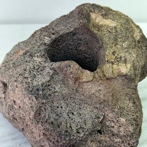 Volcanic carved rock planter. Orchid bonsai planter. Moss, succulents, exotic plants. Tropical, bohemian, trippy.