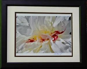 Gorgeous White Peony Flower. Photography by Audrey