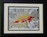 Gorgeous White Peony Flower. Photography by Audrey