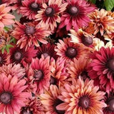 25 seeds lovely Rudbeckia Hirta Seeds - Cherry Brandy