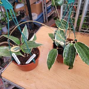 Hoya Macrophylla , large plant in hanging basket, house plant