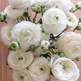 WHITE RANUNCULUS Tall Elegant Wedding Celebration Flower, 5 Seeds