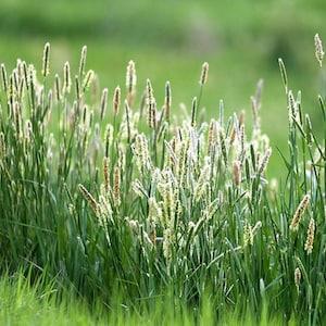 2000+ Timothy Pasture Grass Seeds-Phleum Pratense- Perennial Cool Season Grass- Great in poor soil and Prevents Erosion-G076
