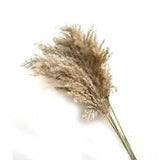 Pampas Grass Plants Large Size Tall 19-22???? For Home Decor Wedding Flowers Bouqu