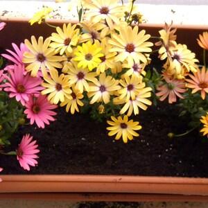Dimorphotheca flower seeds , gardning , greek flowers, flower mix seeds, summer in greece,code 150, dimorphotheca seeds