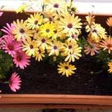 Dimorphotheca flower seeds , gardning , greek flowers, flower mix seeds, summer in greece,code 150, dimorphotheca seeds