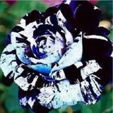 5 pcs Desert Rose Flower Adenium obesum "PEONY" bonsai Blue dragon Seeds.