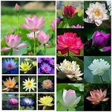 Lotus flower seeds, lotus flower, water lily seeds, nelumbo nucifera seeds