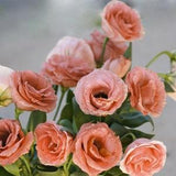 CHAMPAGNE LISANTHUS Double Flowers Lisianthus Eustoma, 5 Seeds