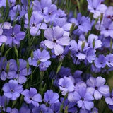 100 seeds Viscaria Oculata Seeds - Blue Angel / Annual