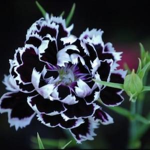 20 Black and White Minstrels Dianthus, Sweet William, Dianthus chinensis DI0120
