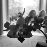 Orchid Photo - Fleur de Lis Orchid