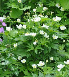 The Temptation of Two Spring Anemones Flower Delivery
