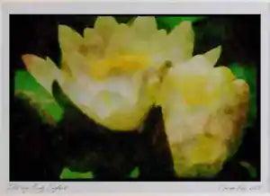 Wild Flowers Plants 013068 White Water Lilies Ltd Ed A3 Watercolour Print