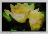 Wild Flowers Plants 013068 White Water Lilies Ltd Ed A3 Watercolour Print