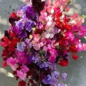 Tall Fragrant Sweet Peas 100 Seeds scented cut flowers florist bouquet's Dizzy Bees Urban Garden