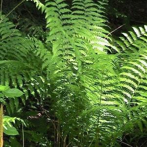 250 Ostrich Fern Spores (Matteuccia struthiopteris Seeds)
