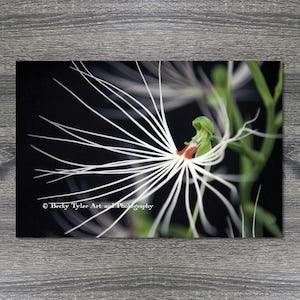 Habanaria Orchid, Giclee Print, Macro Photography, High Quality Print, Farmhouse Decor, Cottagecore