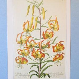 Garden Flowers, Swamp Lily Botanical Art Print/ Lily Bouquet Book Plate Illustration Wall Art decor by Georg Dionysius Ehret/ 9 3/4 X 14"