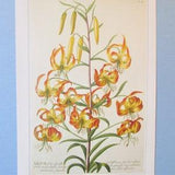 Garden Flowers, Swamp Lily Botanical Art Print/ Lily Bouquet Book Plate Illustration Wall Art decor by Georg Dionysius Ehret/ 9 3/4 X 14