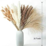 100 PCS Dried Pampas Grass Decor Pampas Grass Bunny Tails Dried Flowers Reed Gf