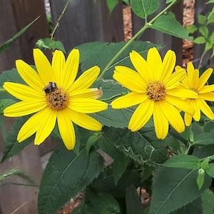 False Sunflower seeds