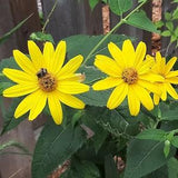 False Sunflower seeds