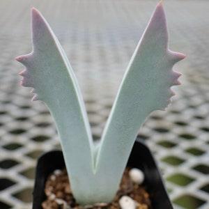 Cheiridopsis Species Mix Seeds | Mixed Mesemb Seeds