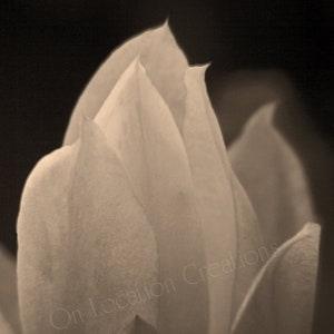Orchid Cactus, Blossom, Sepia, Pink, and Black & White Fine Art Prints, Macro Flower Photo, Wall Art, Nature Photography, Gifts